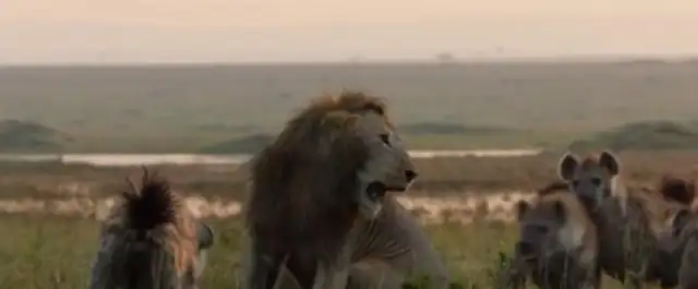 Who the hell is a dozen hyenas and a lion? A great battle of dogs and lions for you