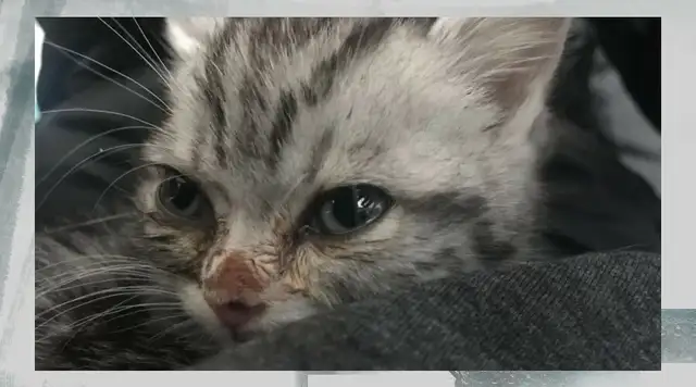Cats always cry. What's the reason