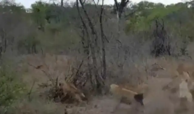 Who the hell is a dozen hyenas and a lion? A great battle of dogs and lions for you