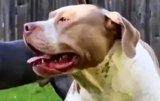 Two young children in the United States were torn to death by their own dogs, their pets were emotional, and the bottom line could not be touched
