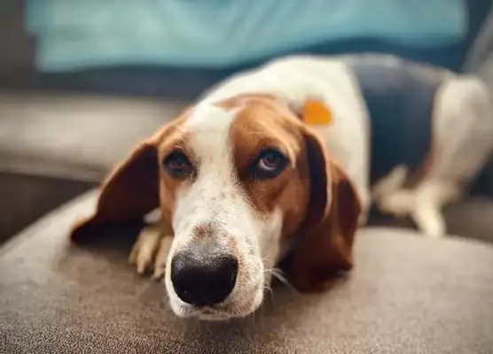 The master has a unique bedtime ritual for the dog every night to sleep well
