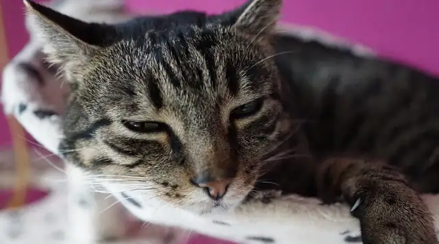 Cats always cry. What's the reason