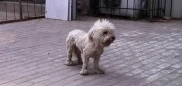 I found the dog and gave it to the police