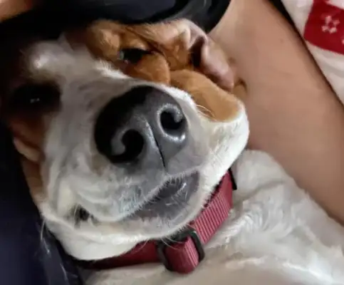 The master has a unique bedtime ritual for the dog every night to sleep well