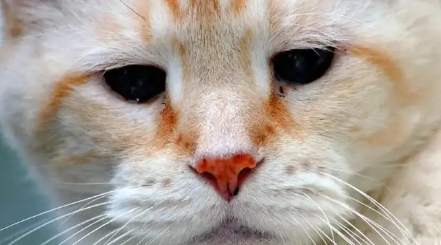 Cats always cry. What's the reason