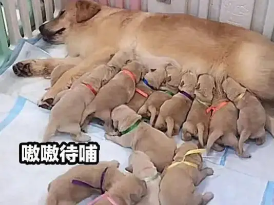 The dog's pregnant, the owner wants all the adoptions