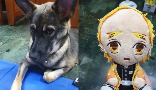 So the dog was Tony too? I'm a doll with bald hair