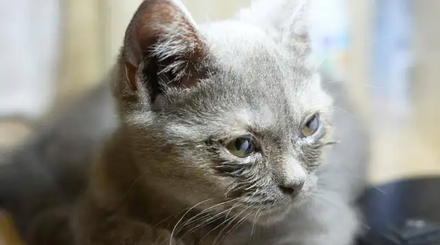 Cats always cry. What's the reason