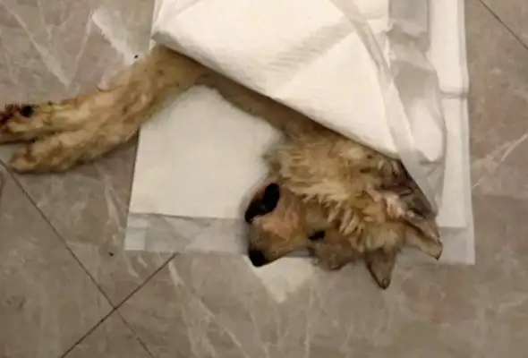 The dog tried to save the waterboy and died because of the water