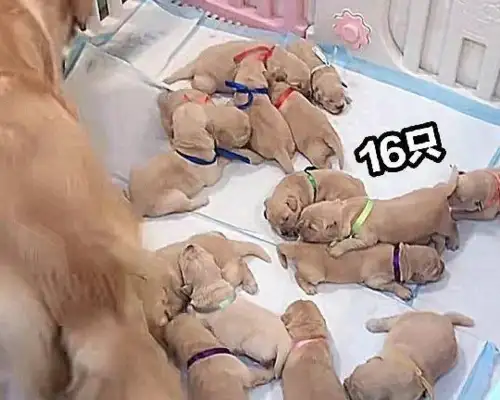 The dog's pregnant, the owner wants all the adoptions