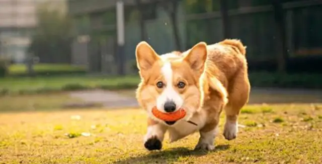 Why do dogs eat shit