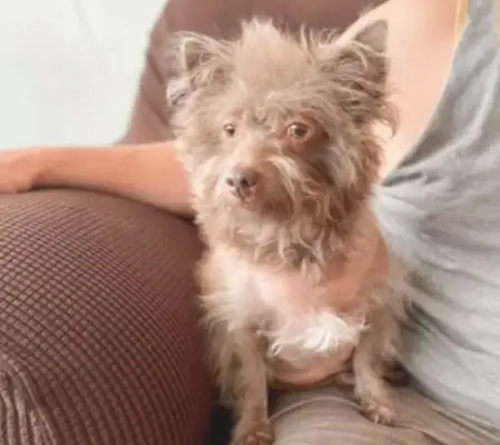 Every time a dog goes out, because it looks so weird, he's asked,