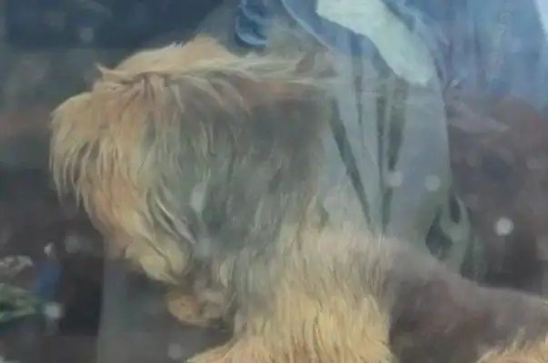 The dog was trapped in his car and dying in the heat. Help