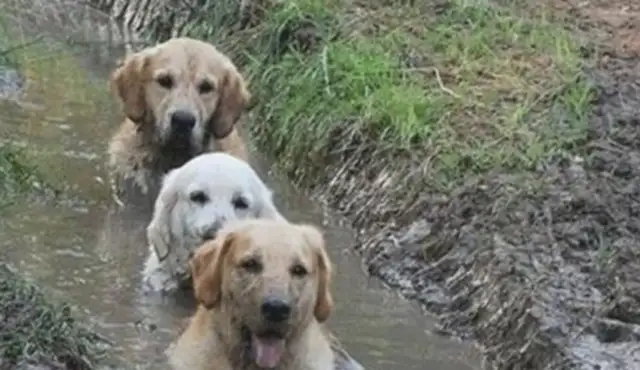Take a golden dog to the fish pond, say nothing, and jump in the dirt