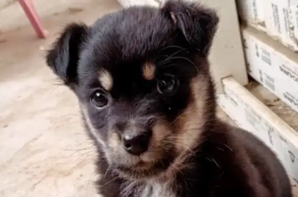 Because the dog had a cross on his chest, the master thought it was bad, so he threw it away