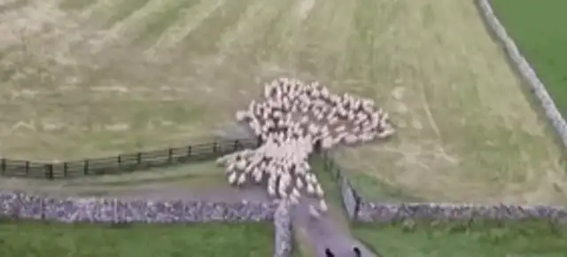 The sheepdog was fired for this... ha ha ha ha ha ha