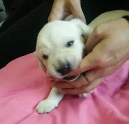 You can't put a dog in foster care at a relative's house. You can't cry when you come home and see it