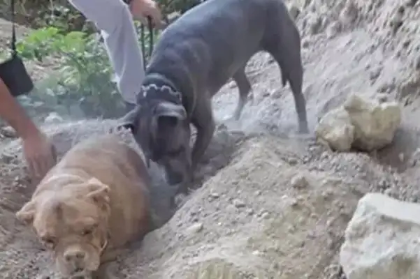 The dog came in the middle of the road and ran to the ground. He was trying to save the old dog