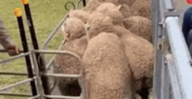 The sheepdog was fired for this... ha ha ha ha ha ha