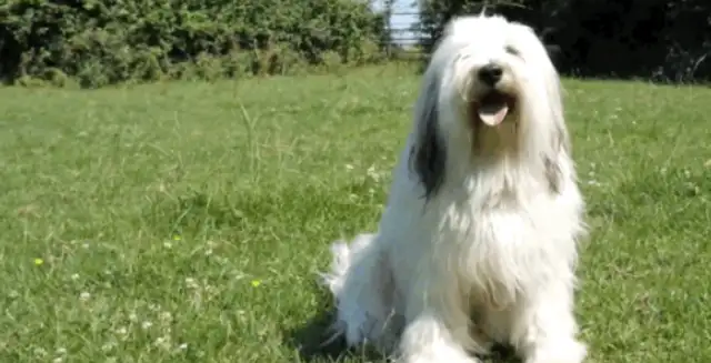 The sheepdog was fired for this... ha ha ha ha ha ha