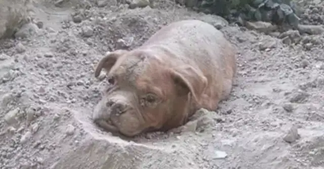 The dog came in the middle of the road and ran to the ground. He was trying to save the old dog