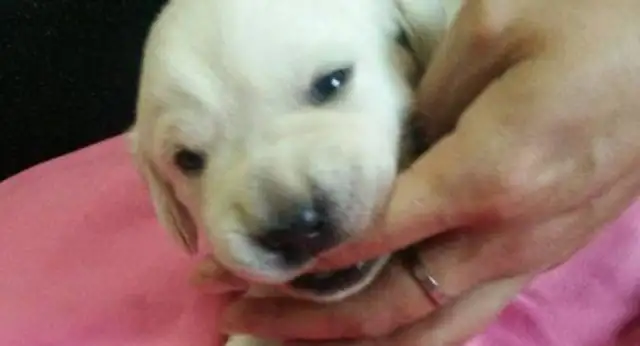 You can't put a dog in foster care at a relative's house. You can't cry when you come home and see it