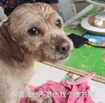 He ran away from home when he was sick, and his master came out in the rain