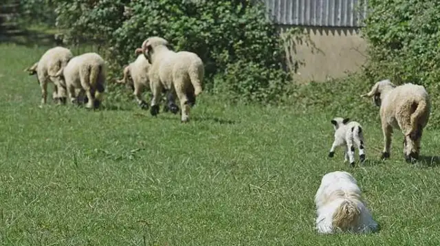 The sheepdog was fired for this... ha ha ha ha ha ha