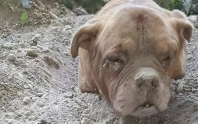 The dog came in the middle of the road and ran to the ground. He was trying to save the old dog