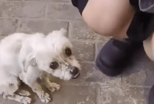 It's worth tens of thousands of dollars to find a sick stray
