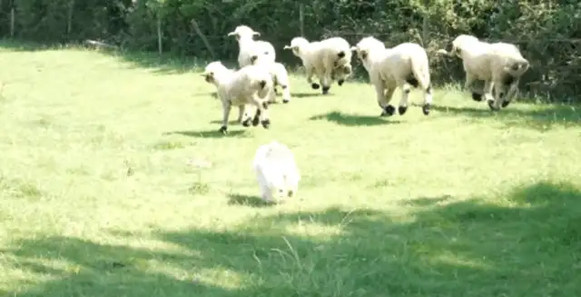 The sheepdog was fired for this... ha ha ha ha ha ha