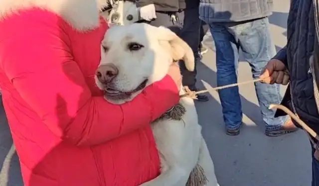 The owner sells dogs with a stick and a dog, and the sold Labrador holds the hostess in his arms, but she pushes her cage