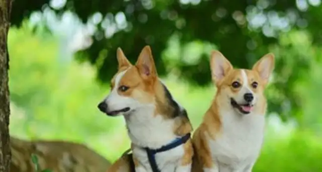 The old lady in Beijing was tripped by untie dogs, and the family claimed 2.6 million from the dog master