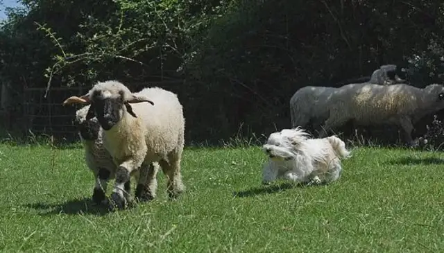 The sheepdog was fired for this... ha ha ha ha ha ha