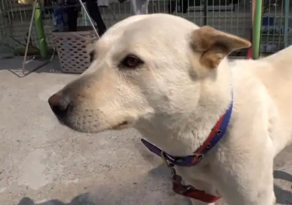 After the dog's birth, he met his master nine days later, and he was skinny