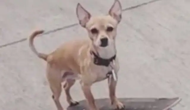 Dogs can skate