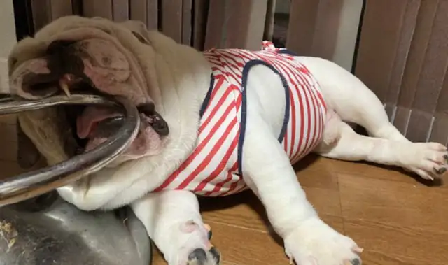 Dogs lie down when they eat, and they're open and they're in circles