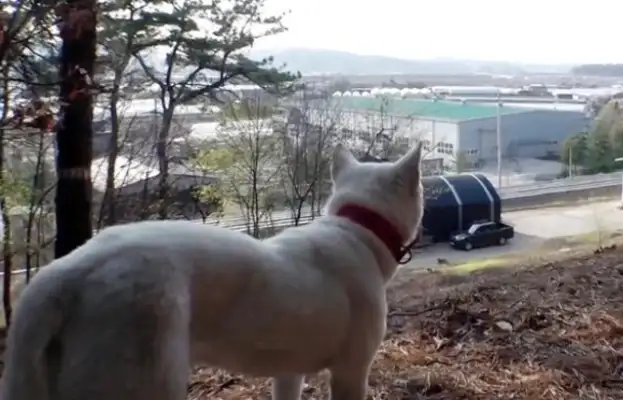 After the dog's birth, he met his master nine days later, and he was skinny