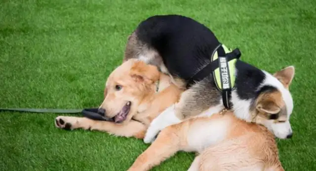 The old lady in Beijing was tripped by untie dogs, and the family claimed 2.6 million from the dog master