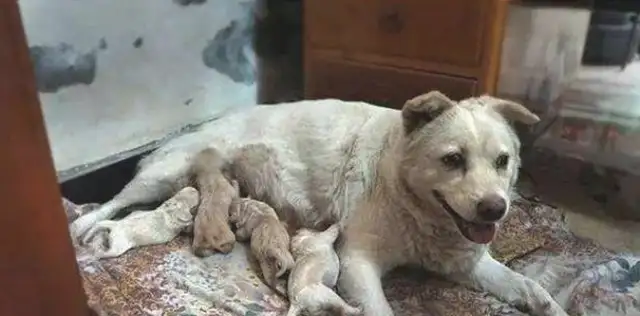 The next dog was sold by the master, and the dog cried and kept the last one in his arms