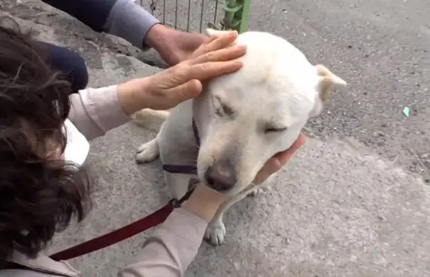 After the dog's birth, he met his master nine days later, and he was skinny