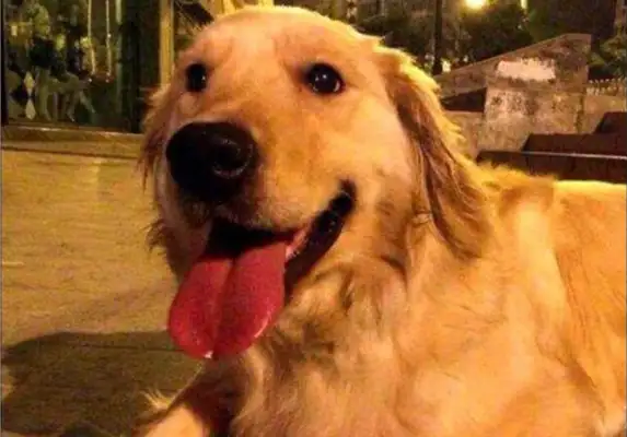 The leading woman took a shower and let the golden doggy play himself
