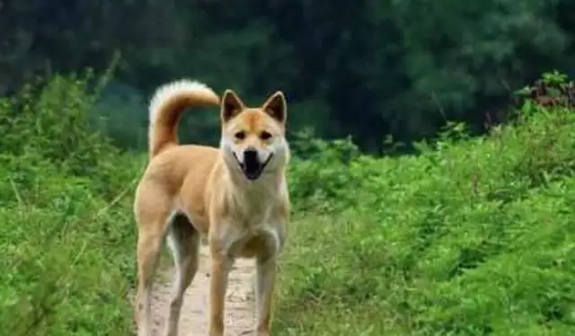 Story: The yellow dog died a year ago and the daughter heard the dog bark the night of the wedding