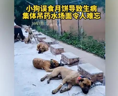 Dogs on the ground, group needles. Witnesses: They ate five-man sprouts and they got sick