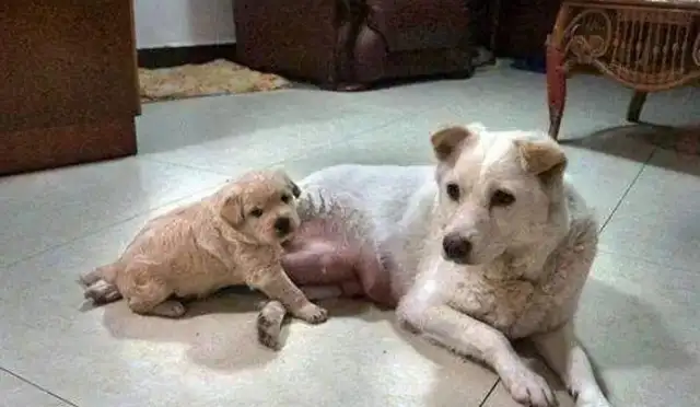 The next dog was sold by the master, and the dog cried and kept the last one in his arms