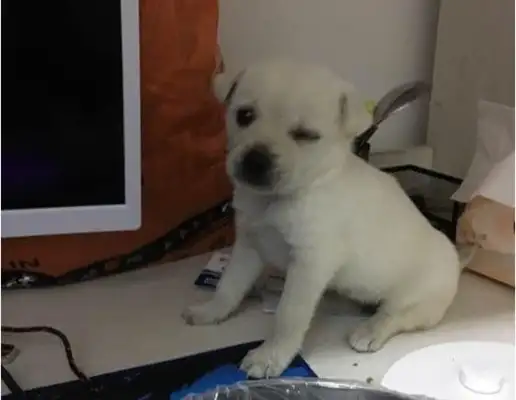 The girl saves the bullying stray dog, and the little guy hides behind his neck when he sees the food