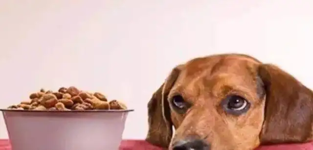 It's hard for dogs to get nutrients without eating dog food