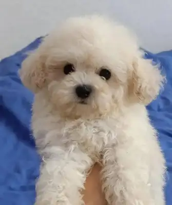The dog suddenly got demented, and the other kids at home were crying. Contents