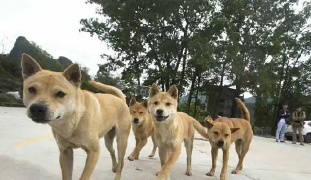 Story: The yellow dog died a year ago and the daughter heard the dog bark the night of the wedding