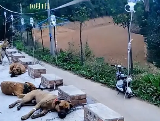 Dogs on the ground, group needles. Witnesses: They ate five-man sprouts and they got sick